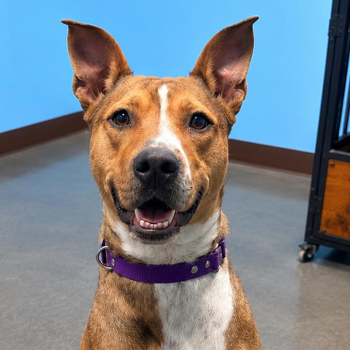 Lexi, a Adoptable Mixed Breed in Idaho Falls, ID image 4/4