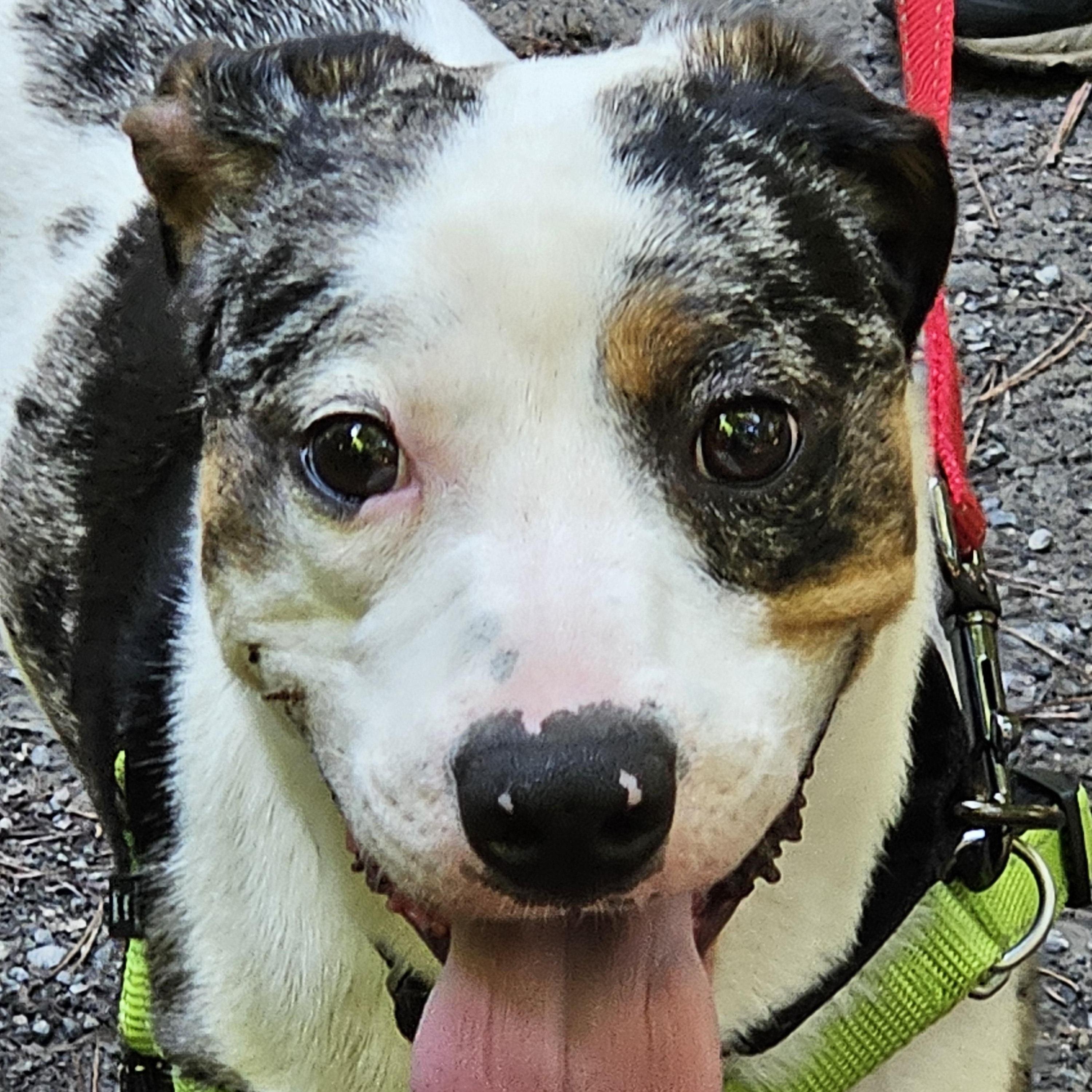 Enlarge Traveler, a Adopted mixed breed in Jasper, GA image 4/5