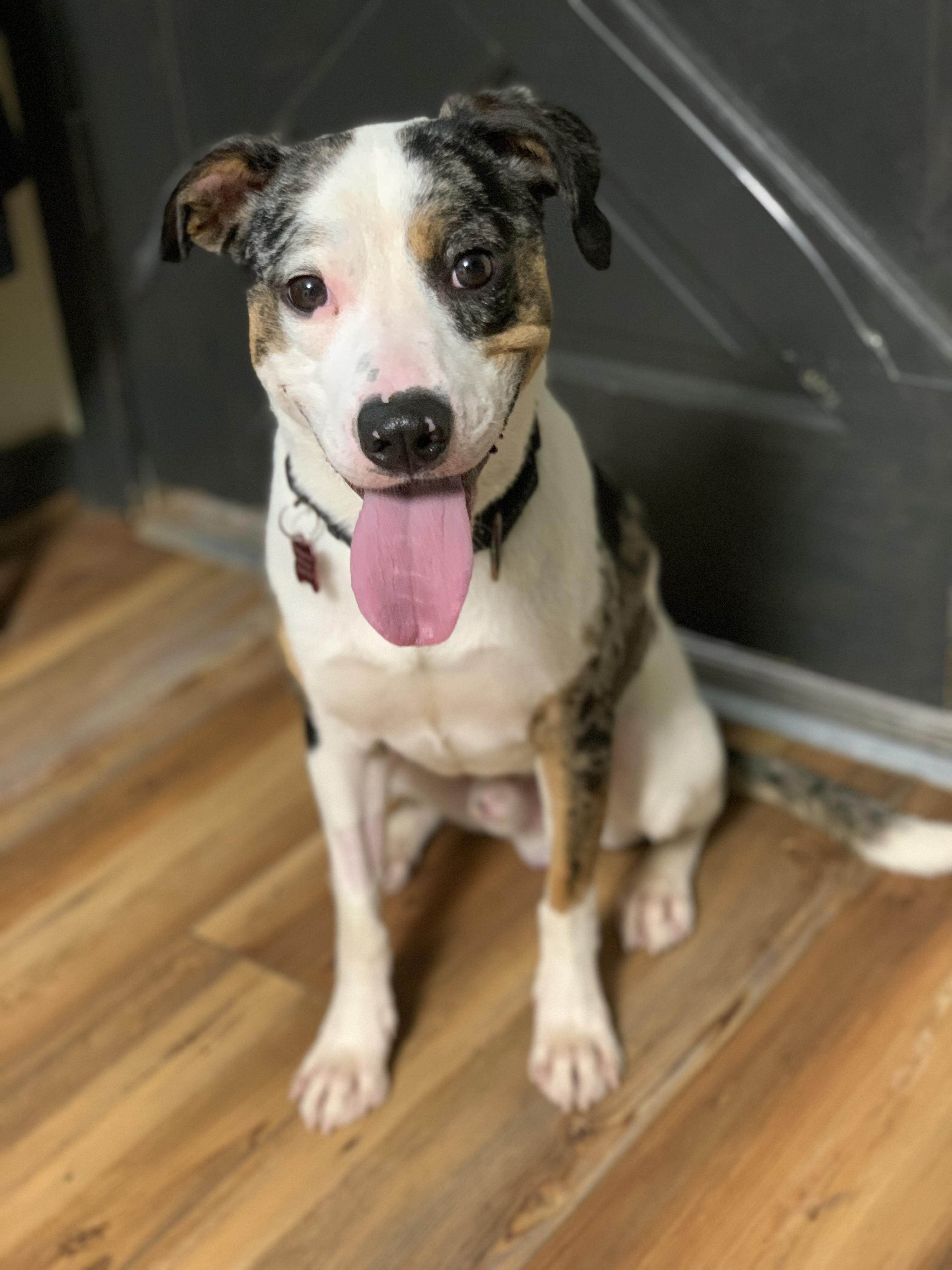 Enlarge Traveler, a Adopted mixed breed in Jasper, GA image 2/5