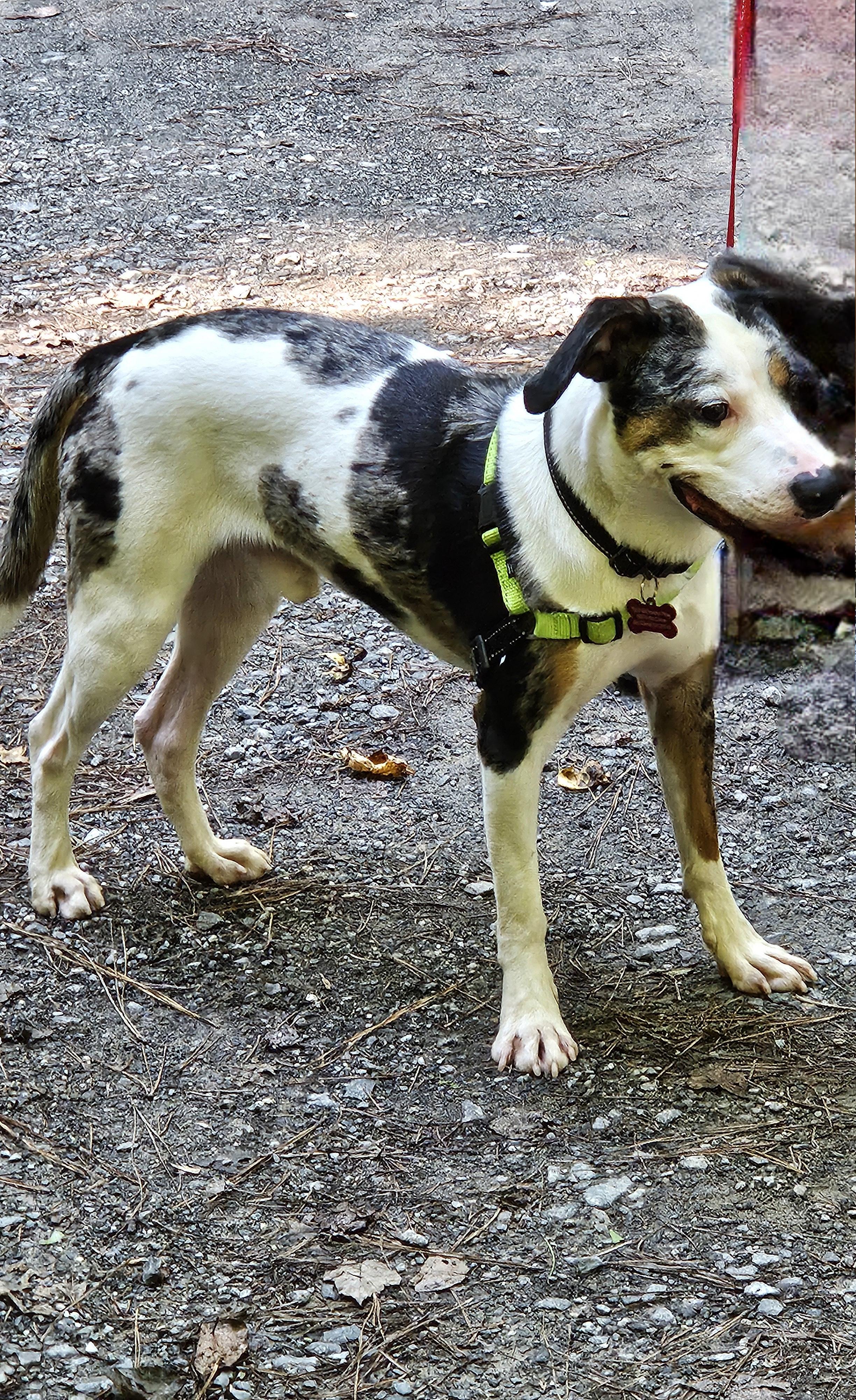 Enlarge Traveler, a Adopted mixed breed in Jasper, GA image 5/5