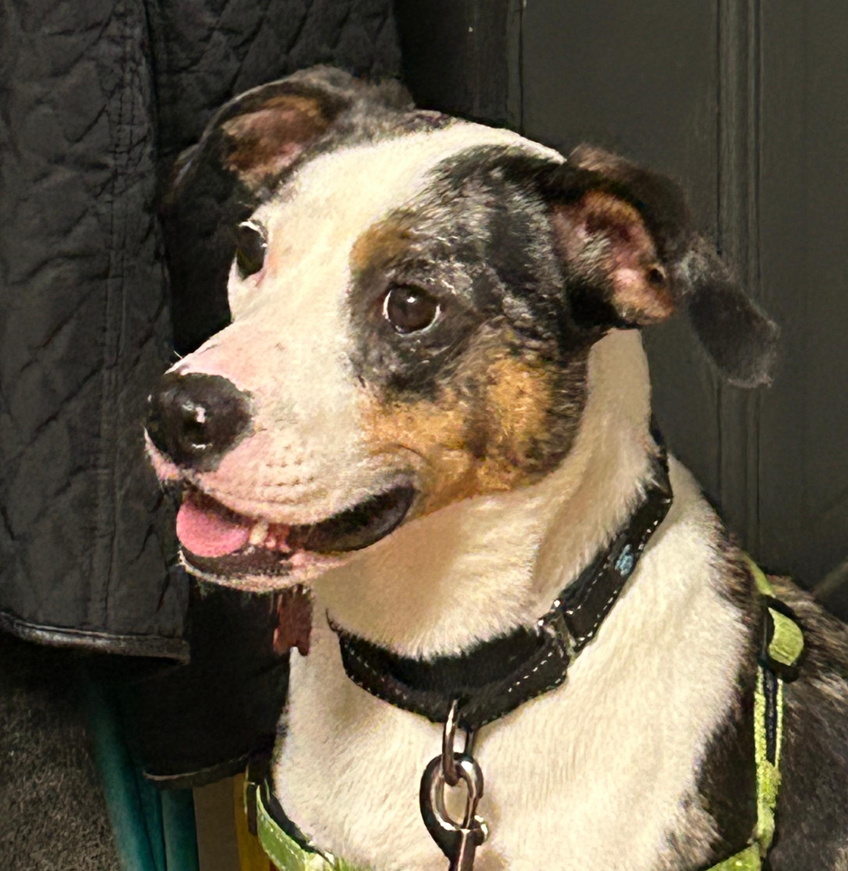 Traveler, Adopted, Young Male Mixed Breed.