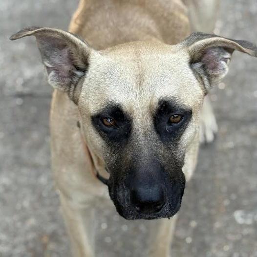 Charlie, a Adoptable mixed breed in Woburn, MA image 5/6