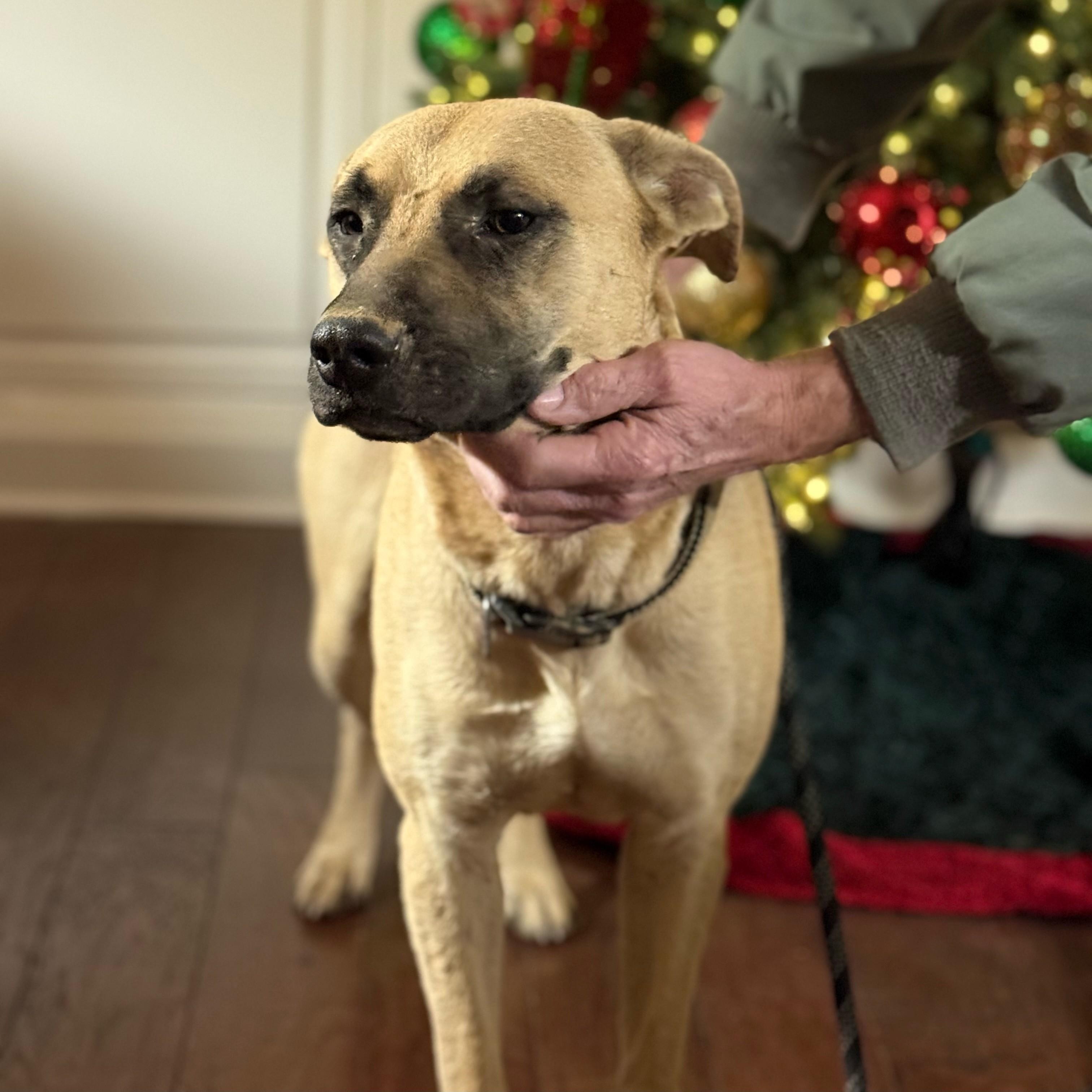 Charlie, a Adoptable mixed breed in Woburn, MA image 3/6