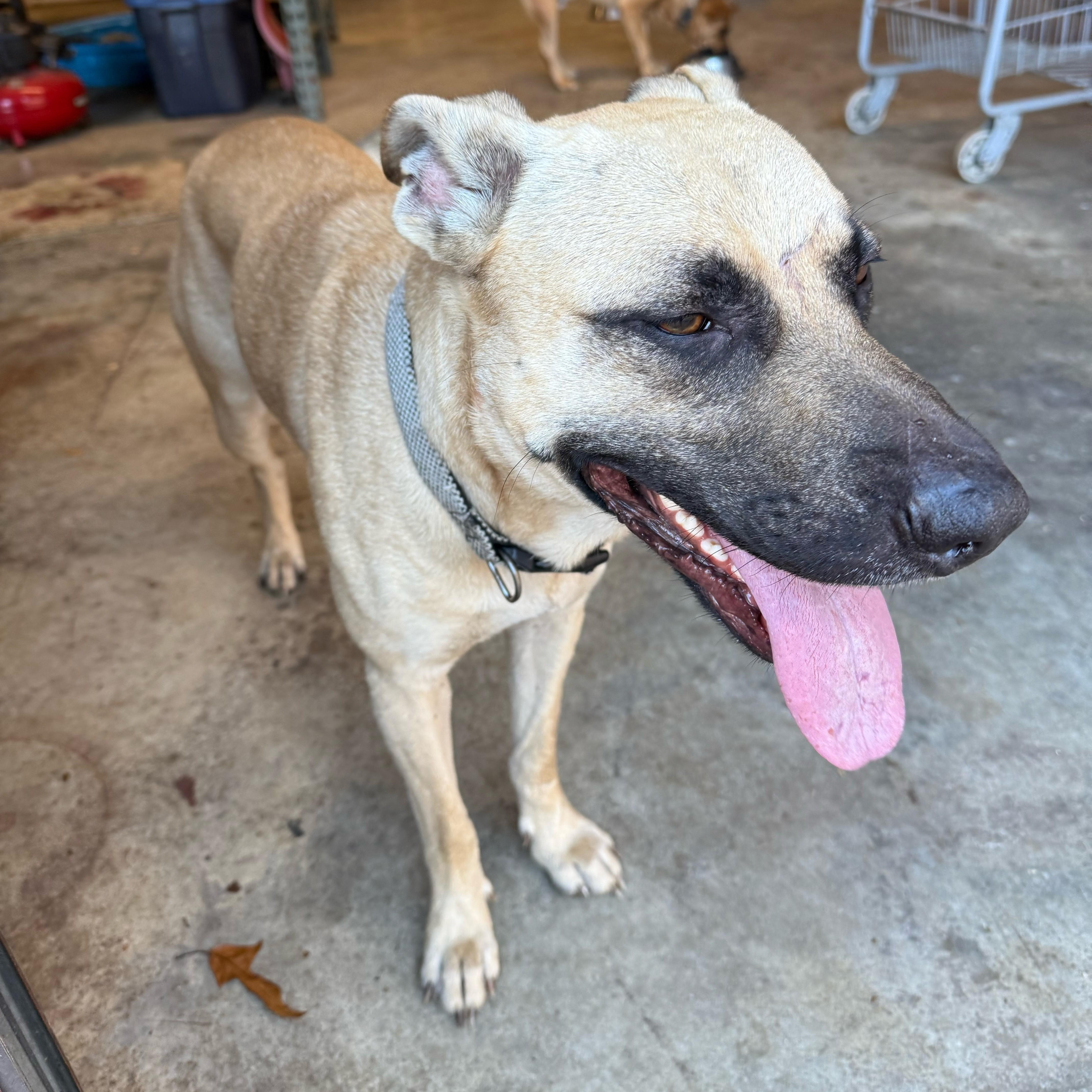 Charlie, a Adoptable mixed breed in Woburn, MA image 4/6