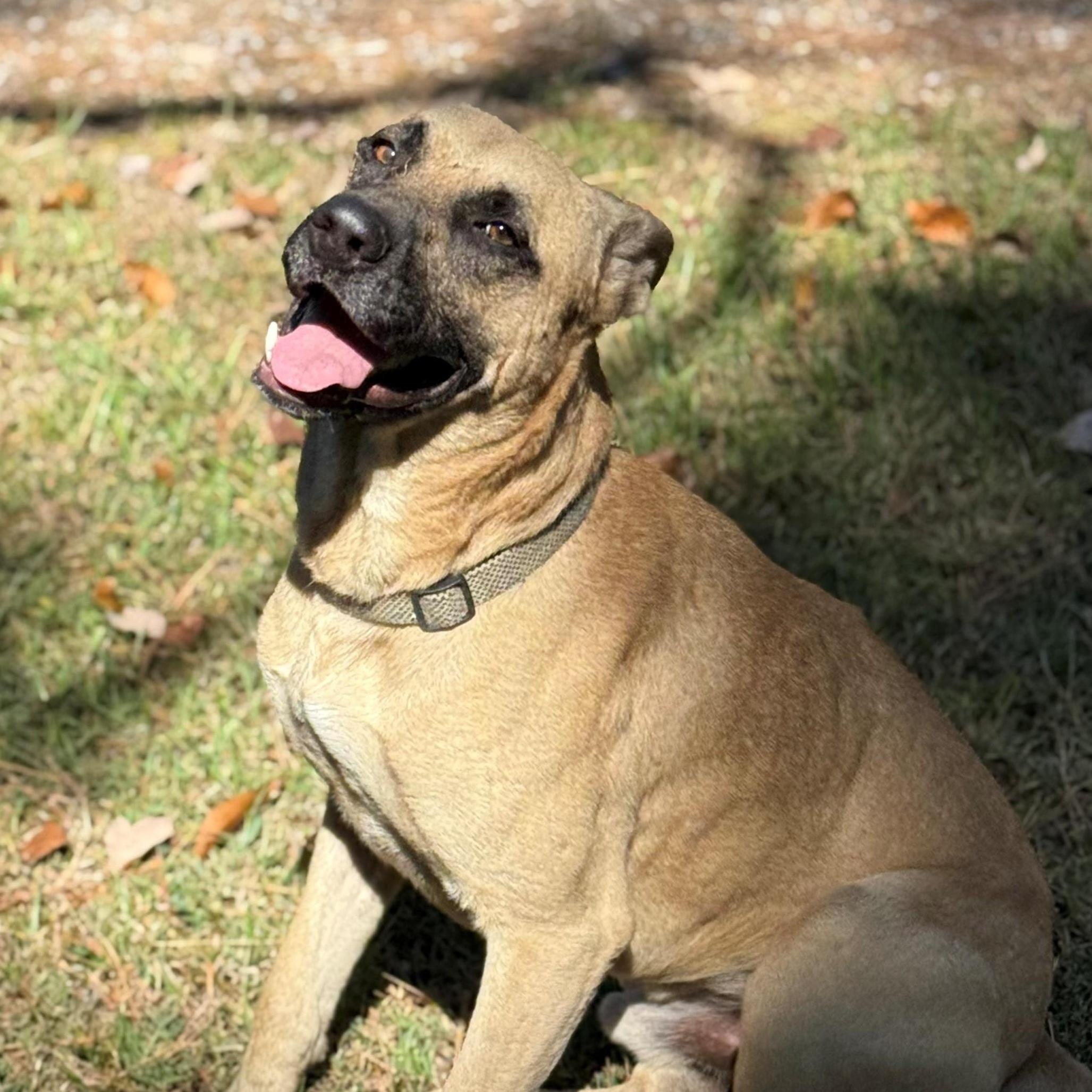 Charlie, a Adoptable mixed breed in Woburn, MA image 1/6
