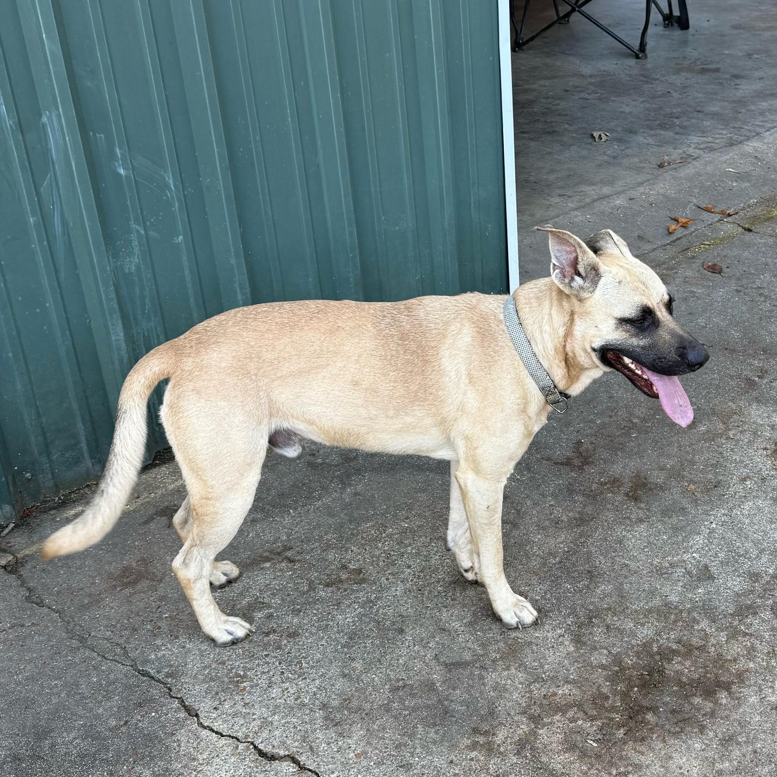 Charlie — thumbnail 5