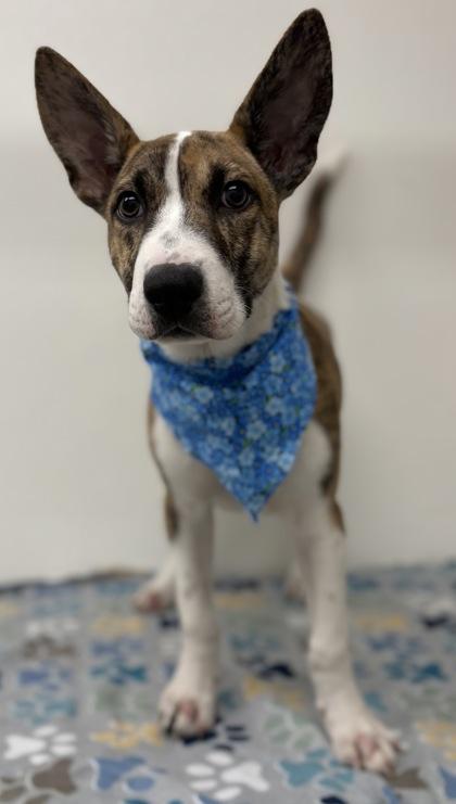 Knight, Adoptable, Young Male Pit Bull Terrier & Mixed Breed.