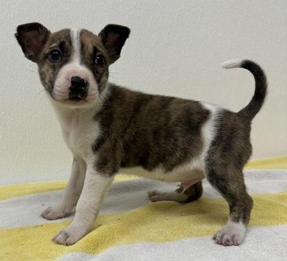 Enlarge Knight, a Adoptable mixed breed in Phoenix, AZ image 2/3