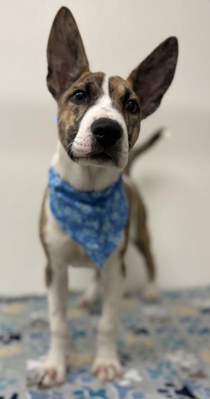 Enlarge Knight, a Adoptable mixed breed in Phoenix, AZ image 3/3