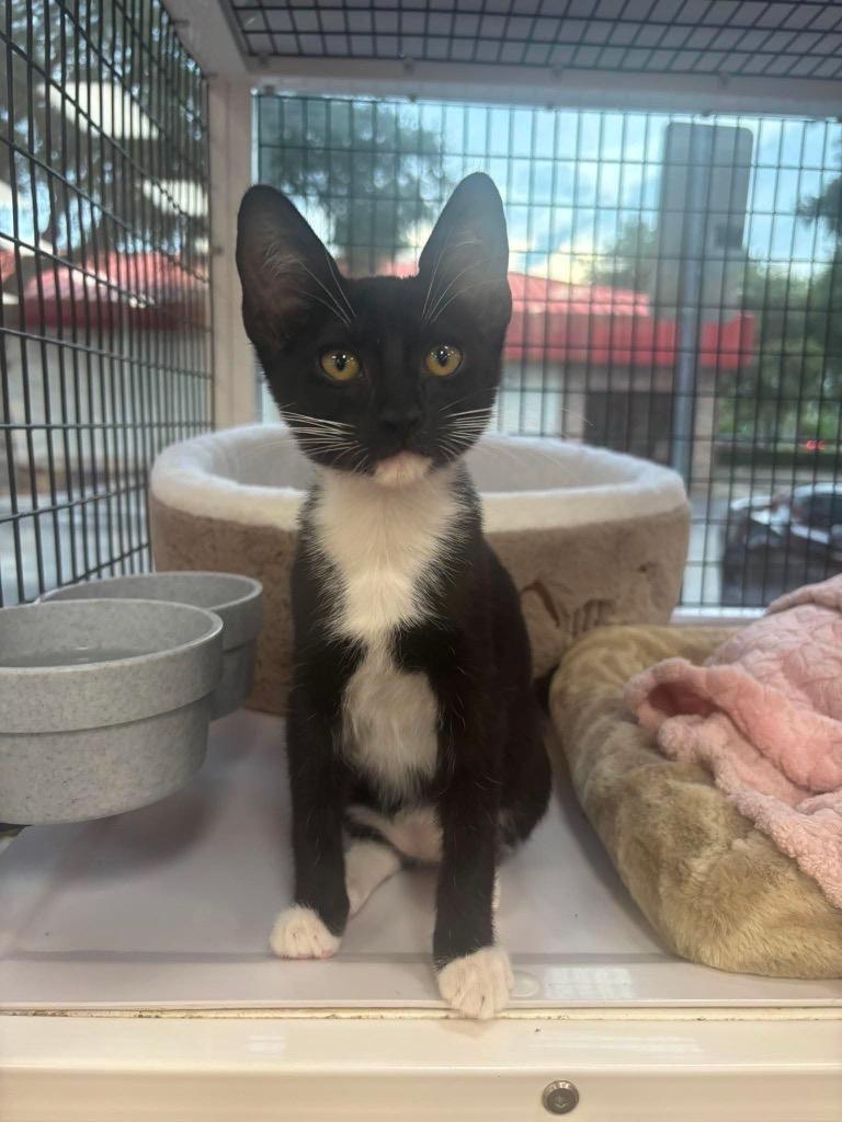 Tiki, Adoptable, Kitten Male Domestic Short Hair.