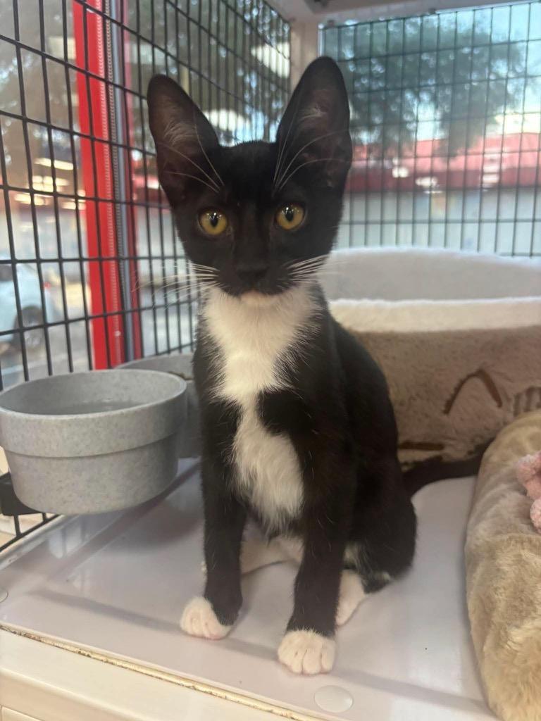 Enlarge Tiki, a Adoptable mixed breed in Orlando, FL image 2/3
