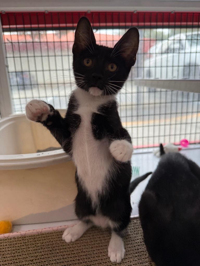 Enlarge Tiki, a Adoptable mixed breed in Orlando, FL image 3/3