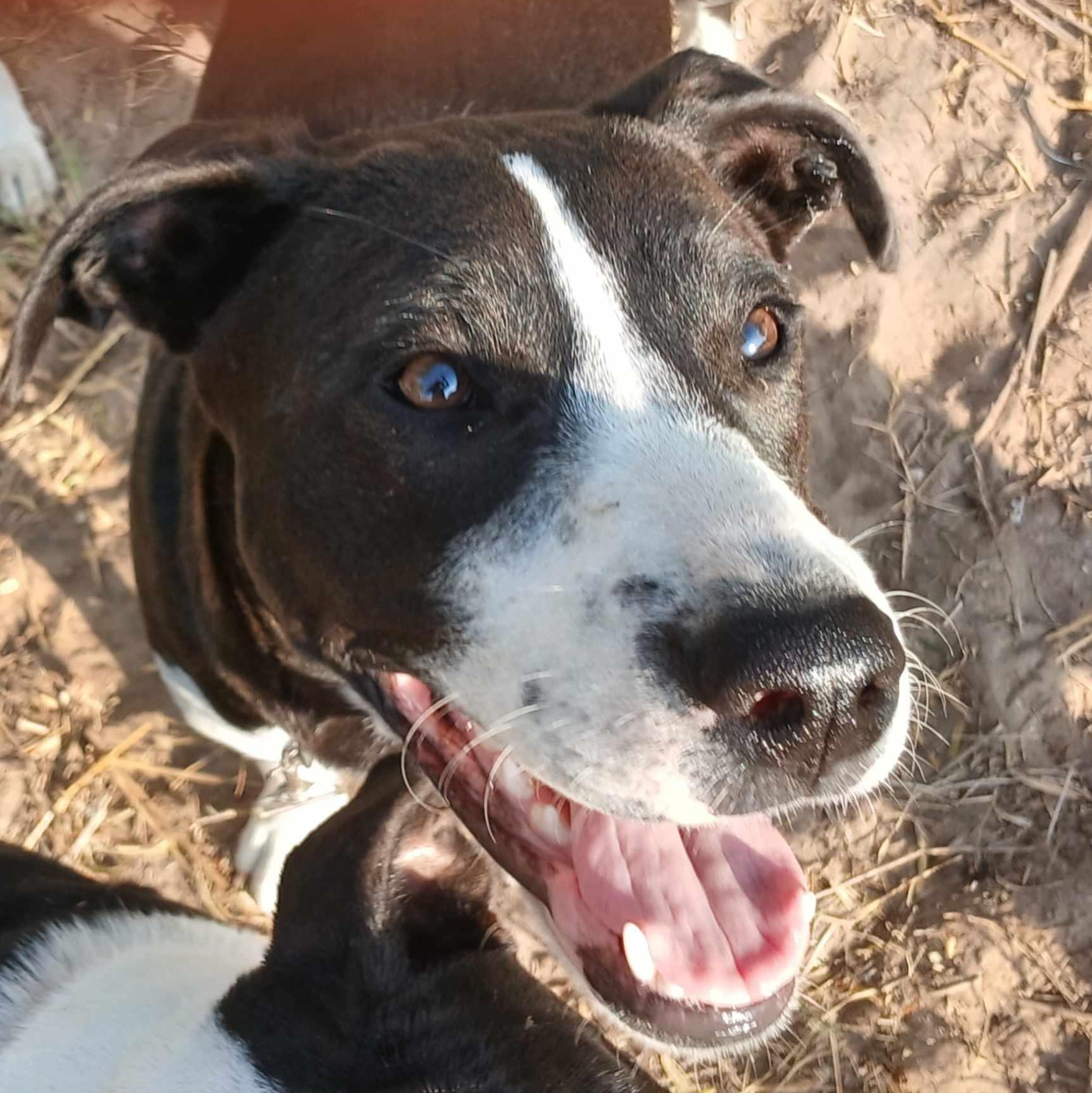Enlarge Juan Carlos, a Adoptable mixed breed in Fort Lupton, CO image 4/6
