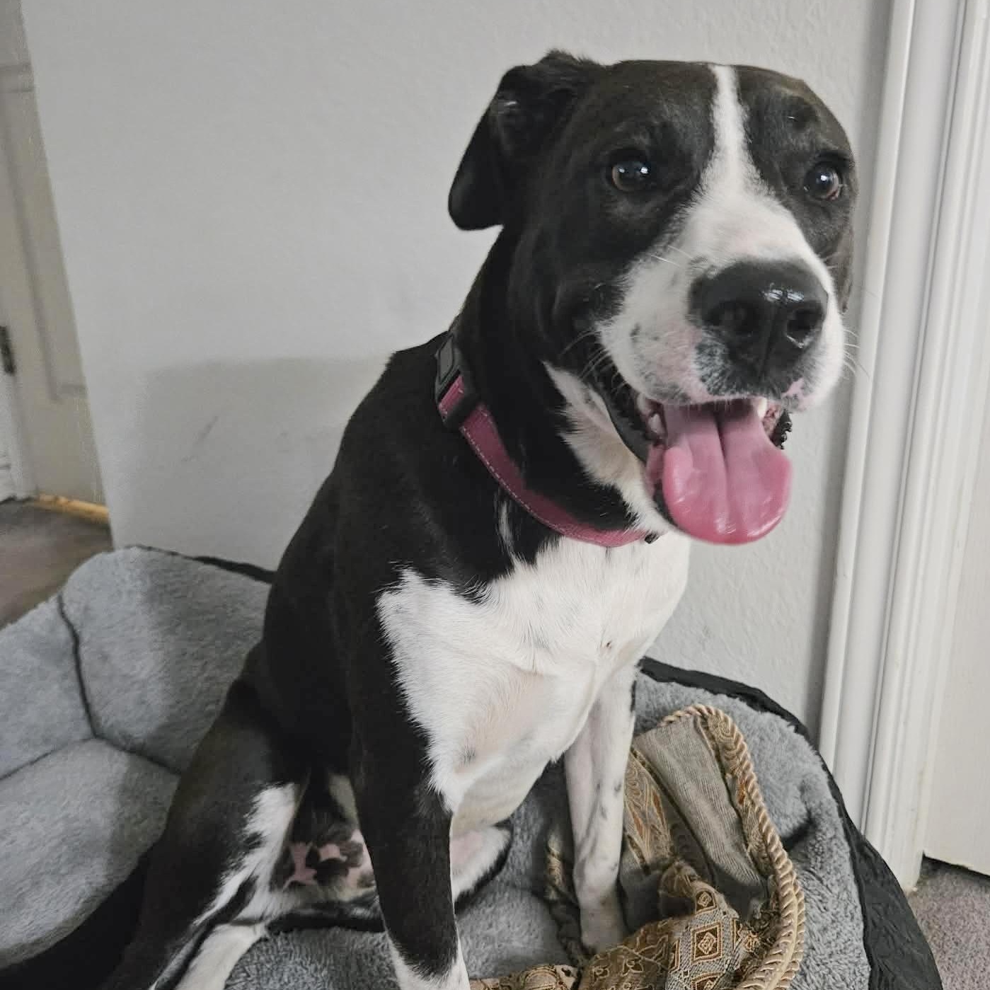 Juan Carlos, Adoptable, Adult Male Retriever & Terrier.