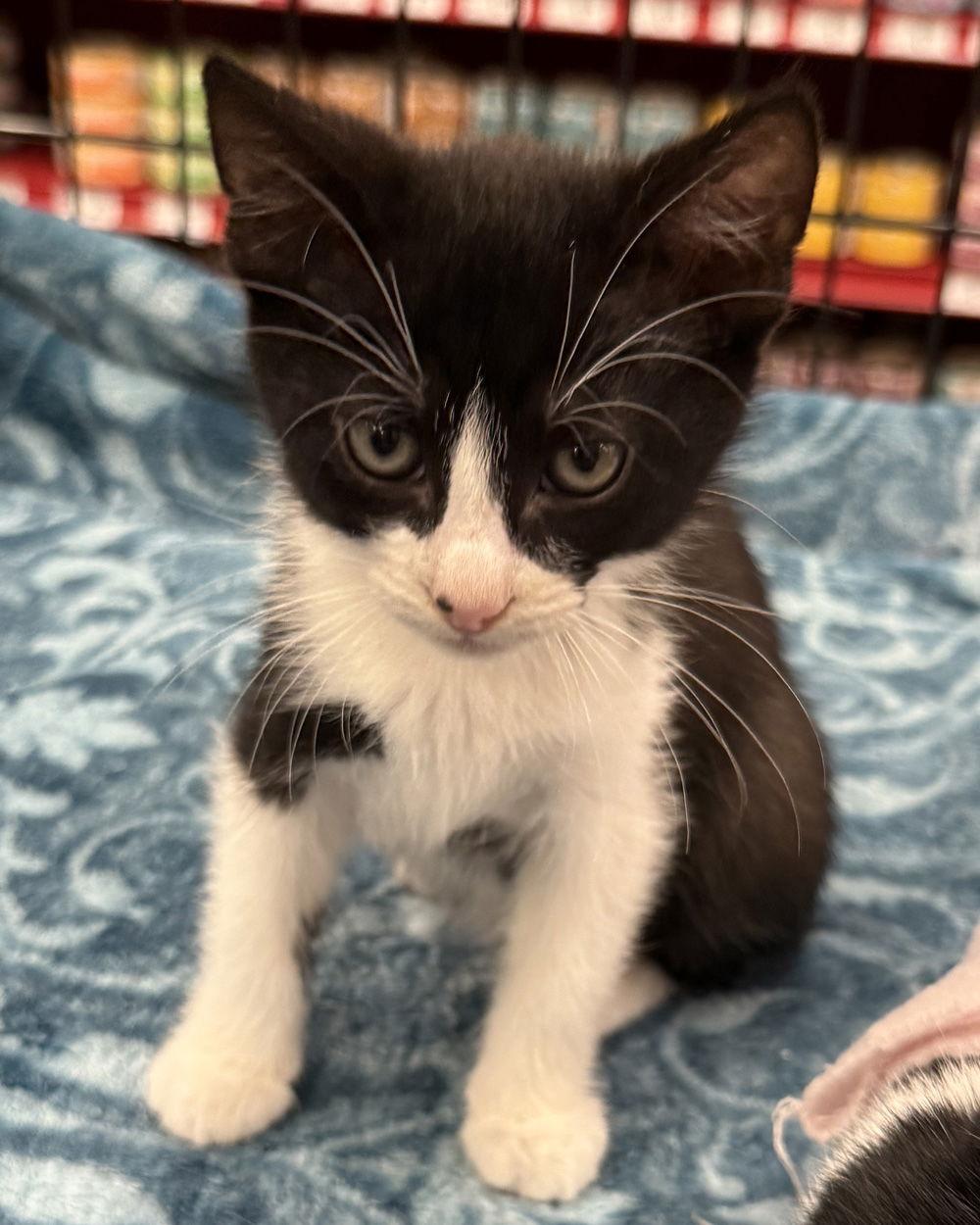 Scallop, a Adoptable Domestic Short Hair in Ventura, CA image 1/3