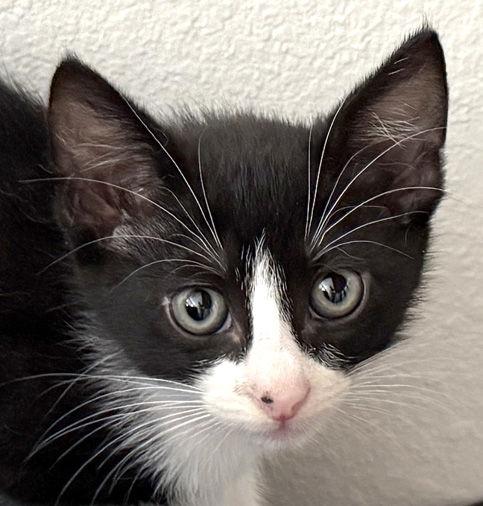 Scallop, a Adoptable Domestic Short Hair in Ventura, CA image 2/3