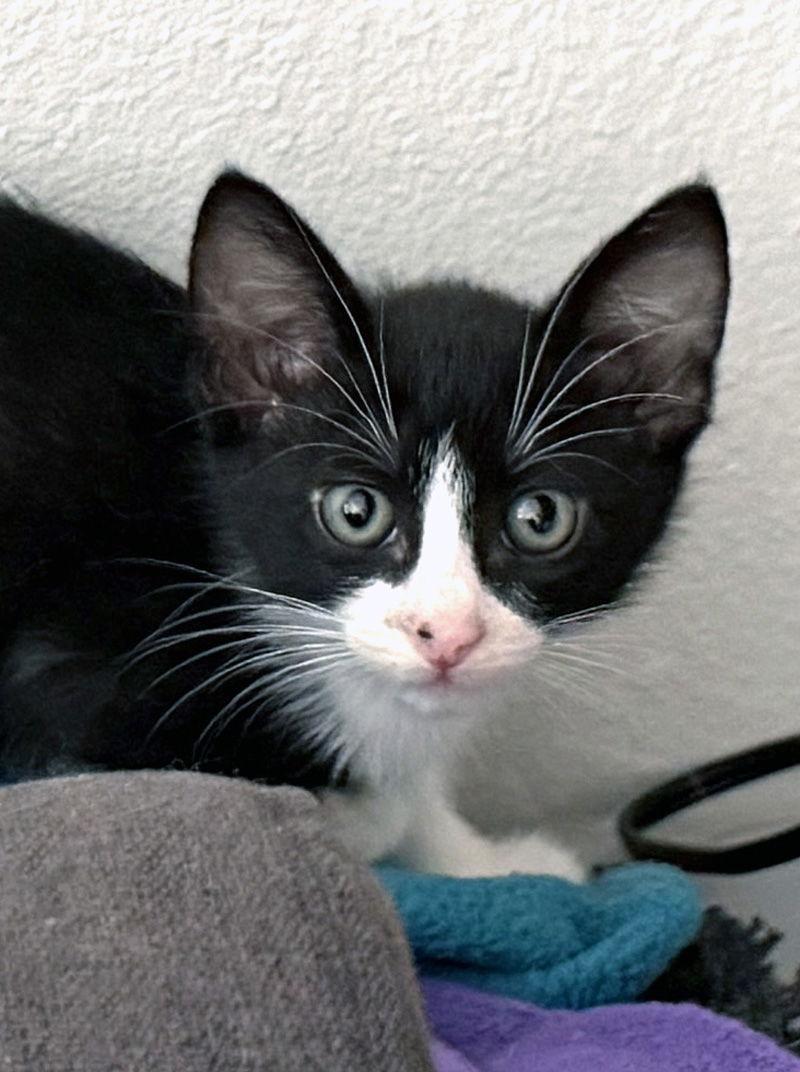 Scallop, Adoptable, Kitten Male Domestic Short Hair.