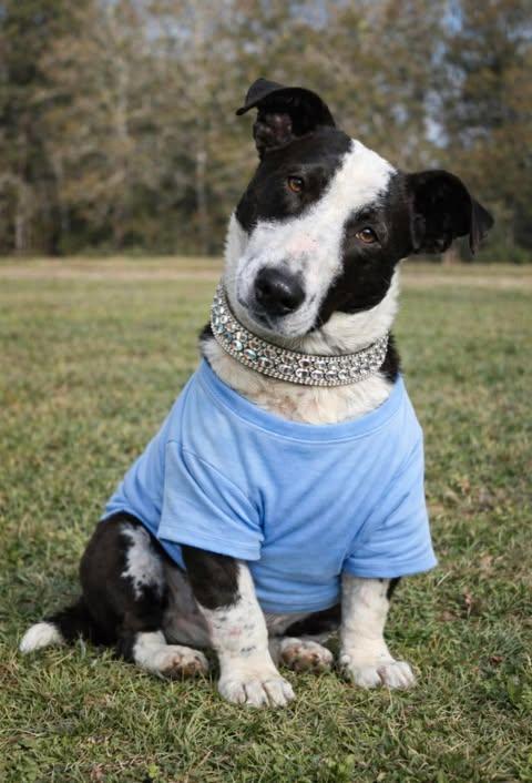 Enlarge Ollie, a Adoptable mixed breed in Yonkers, NY image 2/5