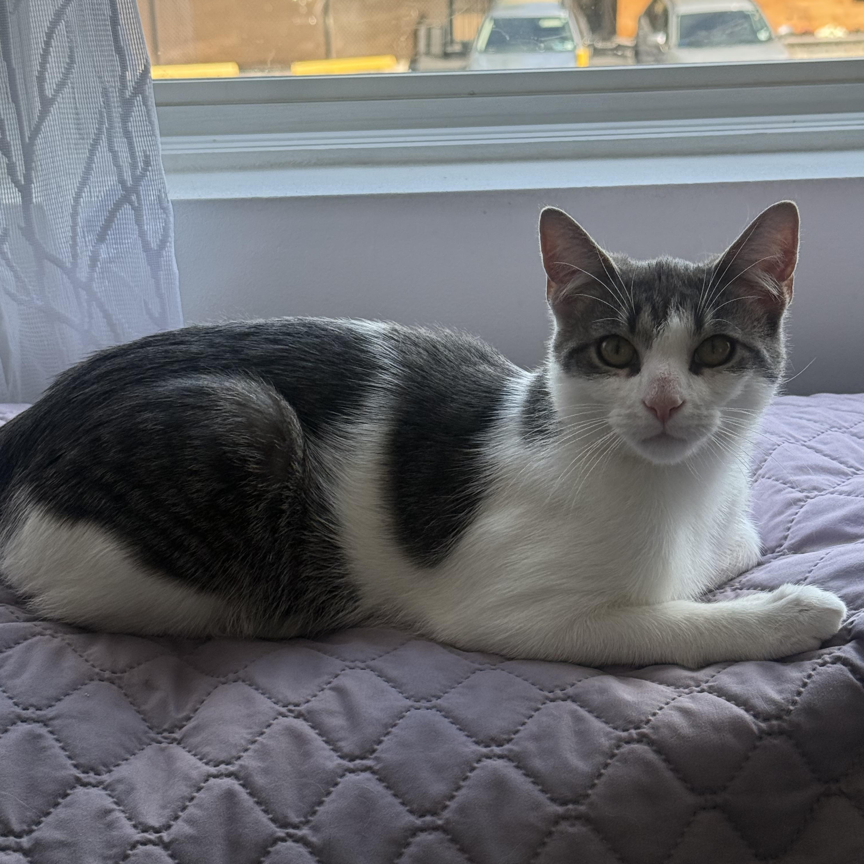 Chai, an adopted Domestic Short Hair in Watchung, NJ image 2/2