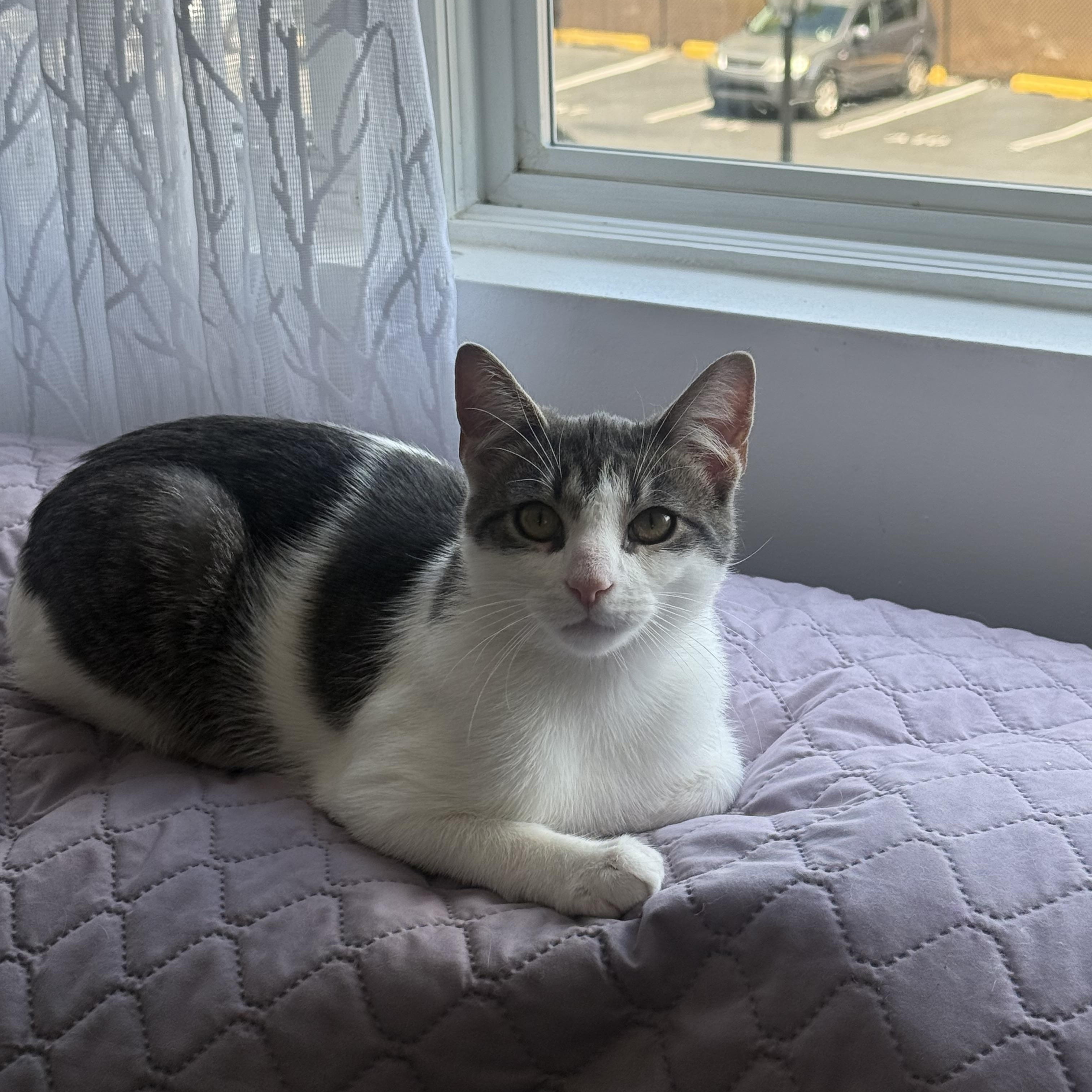 Chai, an adopted Domestic Short Hair in Watchung, NJ image 1/2