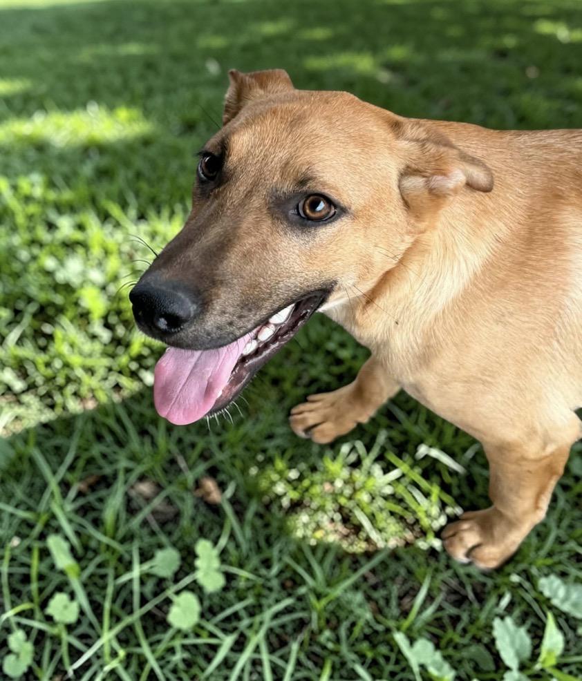 Enlarge Kenny, a Adoptable mixed breed in Buffalo, NY image 6/6