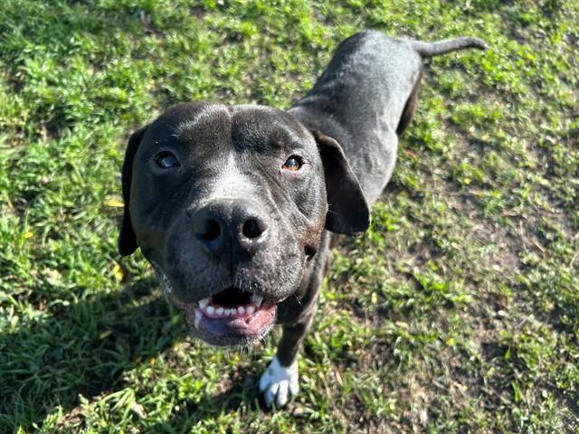 Enlarge BLUE, a Adoptable mixed breed in Ocala, FL image 1/1