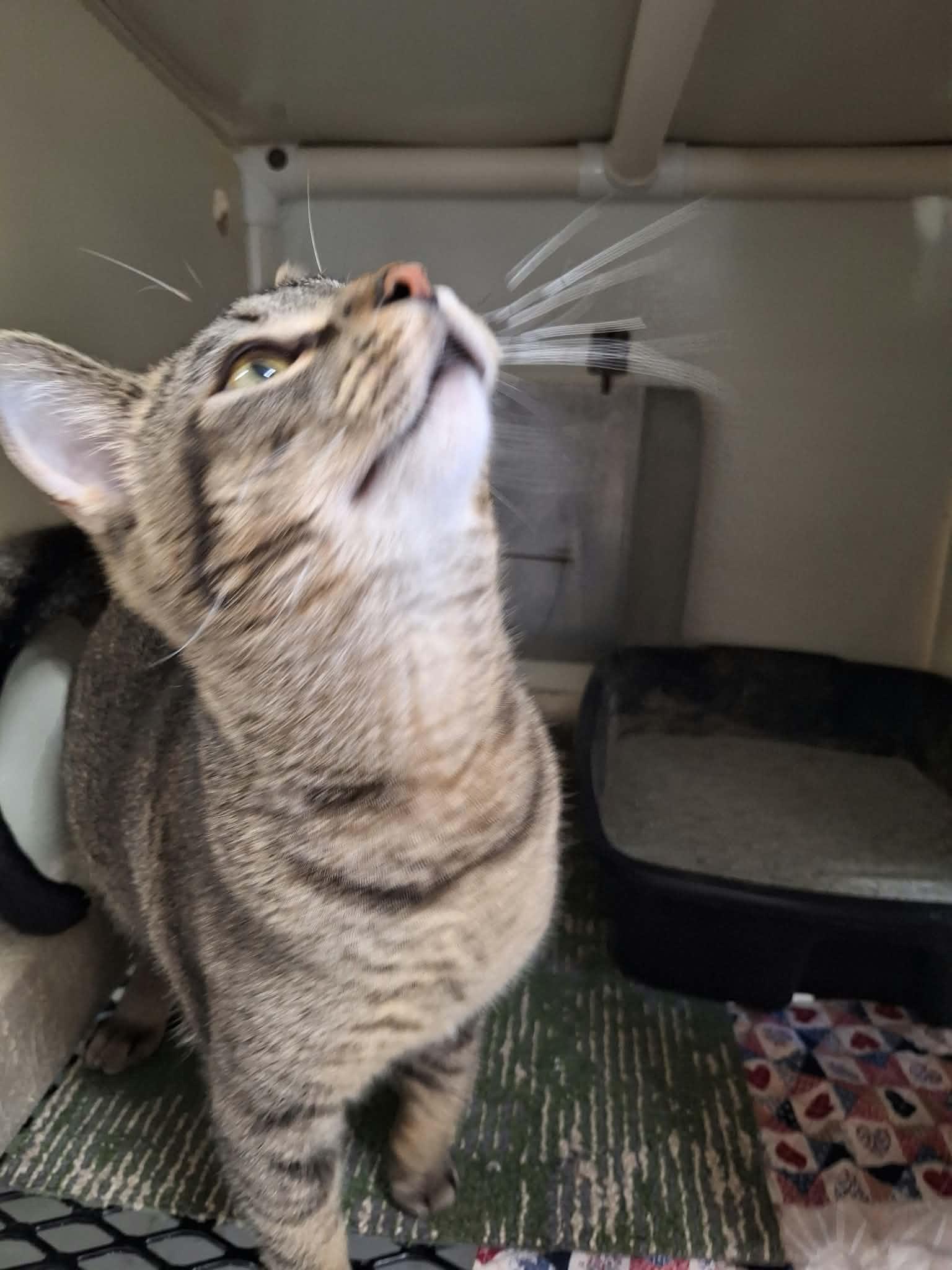 Enlarge Henny, a Adoptable Domestic Short Hair in Chappell, NE image 3/3