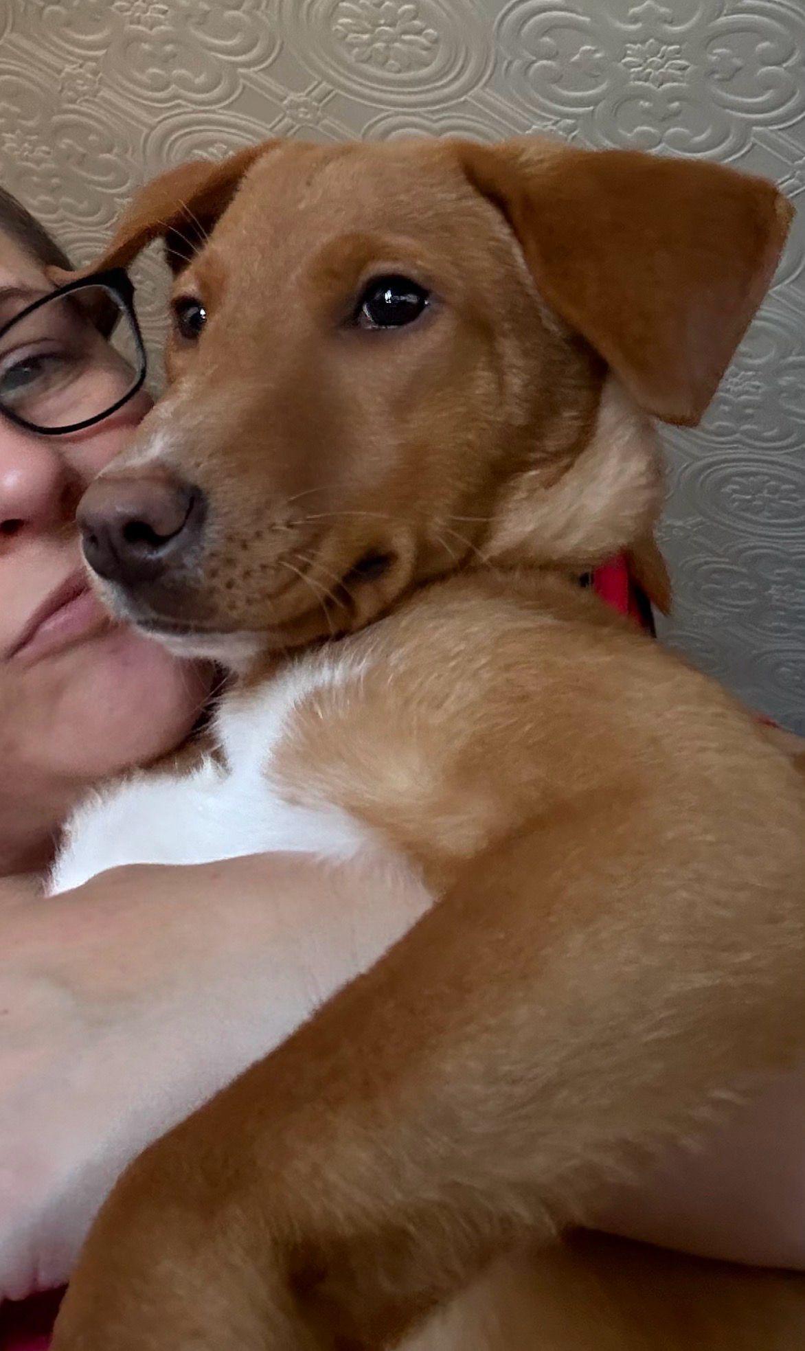 Enlarge Honey Bee, a ADOPTABLE mixed breed in Manhasset, NY image 3/6