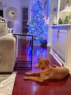 Enlarge Honey Bee, a ADOPTABLE mixed breed in Manhasset, NY image 2/6