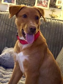 Honey Bee, ADOPTABLE, Young Female Labrador Retriever & Carolina Dog.