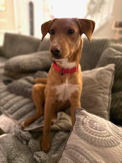 Enlarge Honey Bee, a ADOPTABLE mixed breed in Manhasset, NY image 4/6