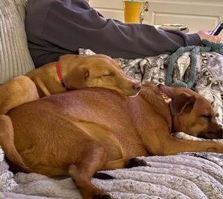 Enlarge Honey Bee, a ADOPTABLE mixed breed in Manhasset, NY image 6/6