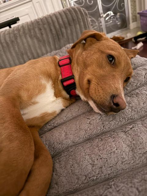 Enlarge Honey Bee, a ADOPTABLE mixed breed in Manhasset, NY image 5/6