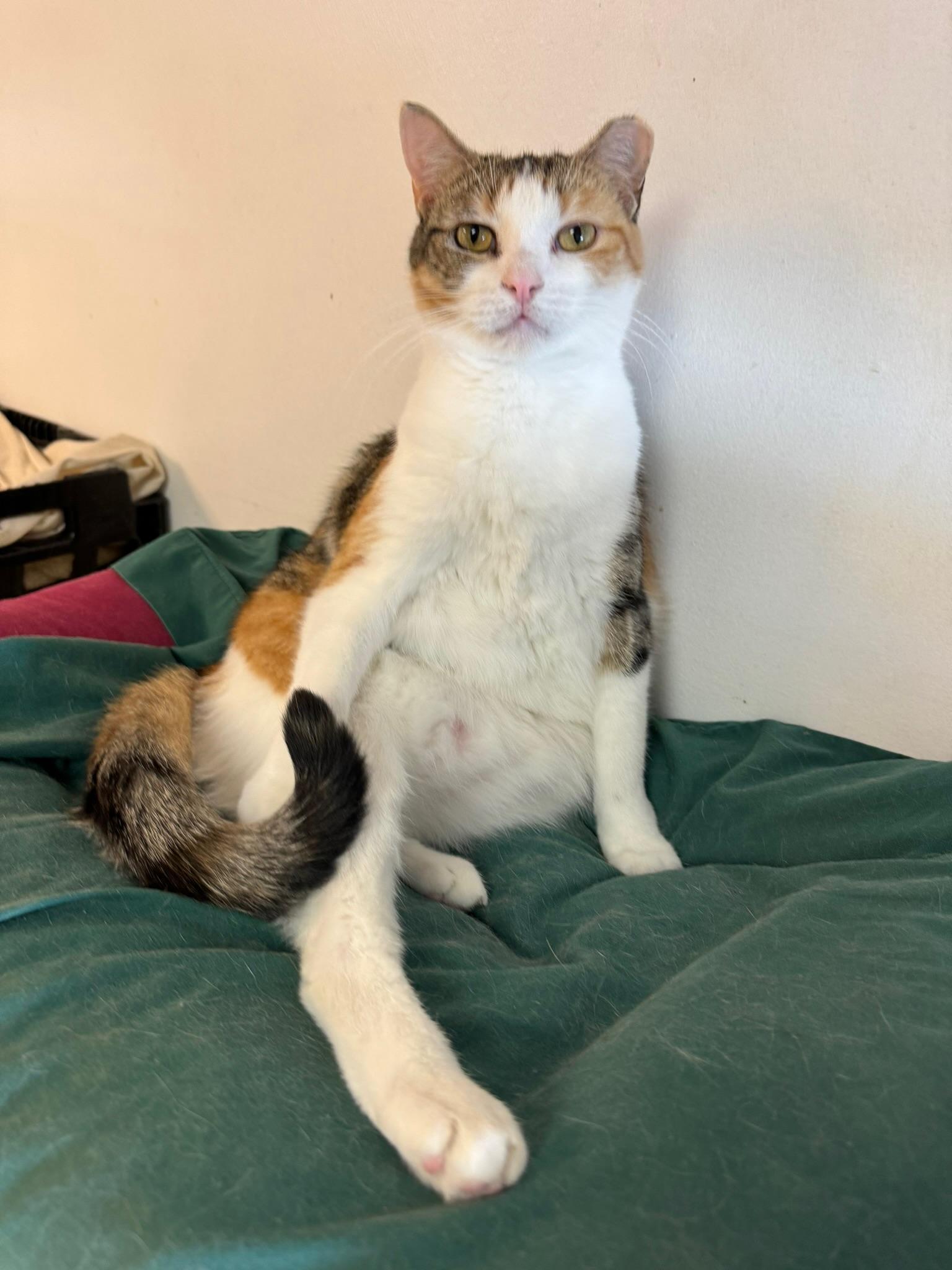 Enlarge Gwen, a Adopted mixed breed in Hopewell, VA image 3/3