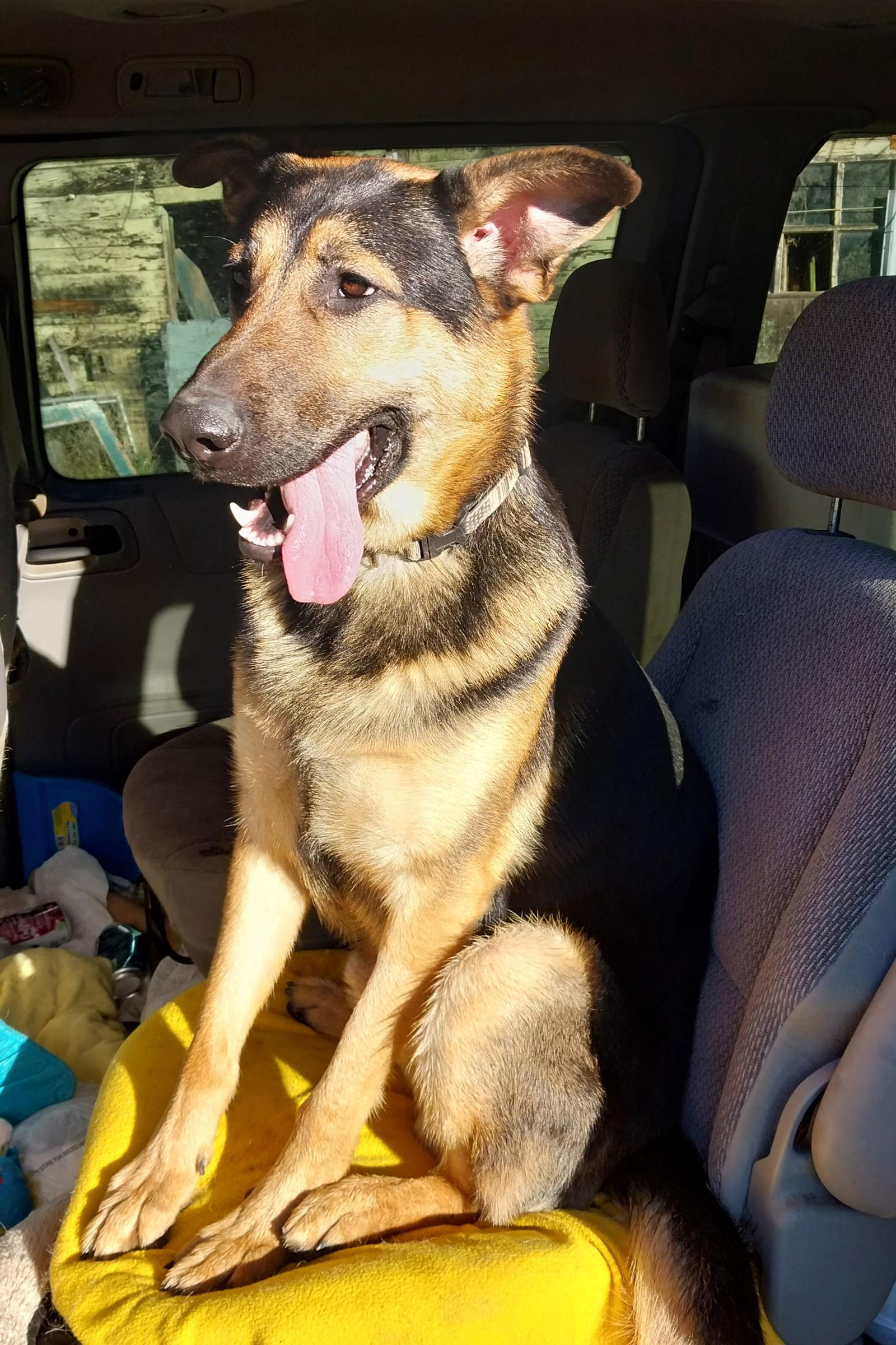 Enlarge Kaziah, a Adopted German Shepherd Dog in Albany, OR image 1/3