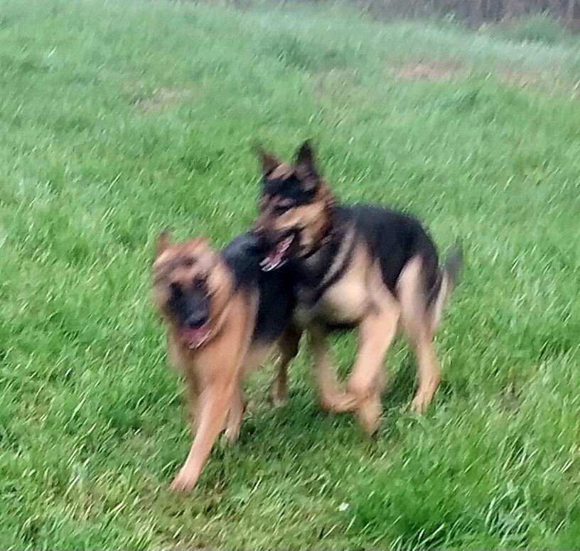 Enlarge Kaziah, a Adopted German Shepherd Dog in Albany, OR image 2/3