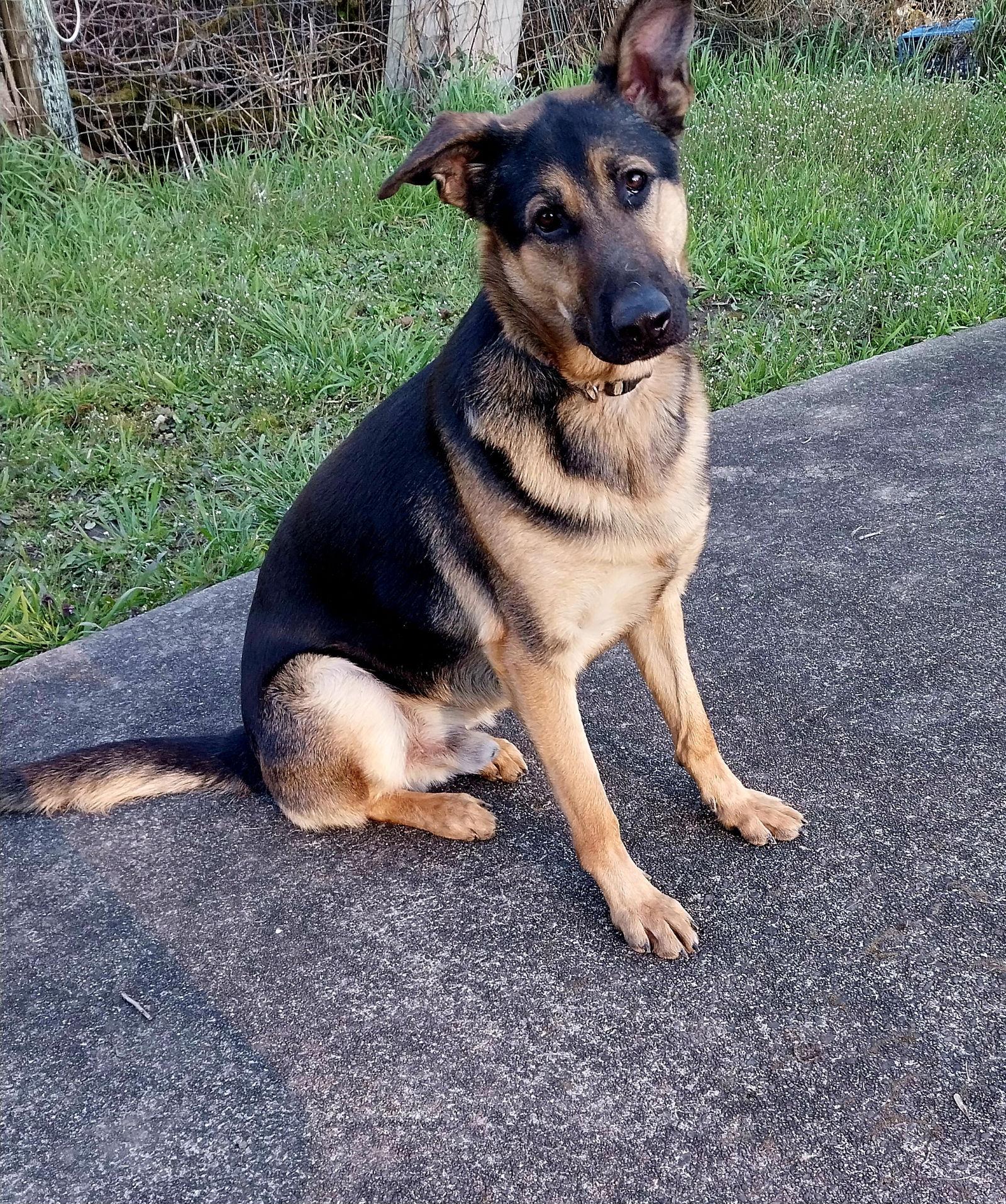 Enlarge Kaziah, a Adopted German Shepherd Dog in Albany, OR image 3/3