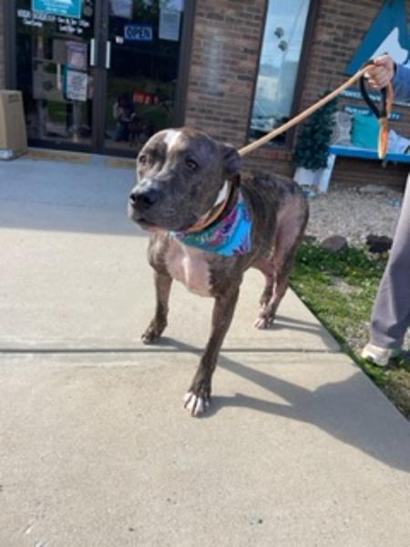 Papaw Pete, Adoptable, Senior Male American Staffordshire Terrier.