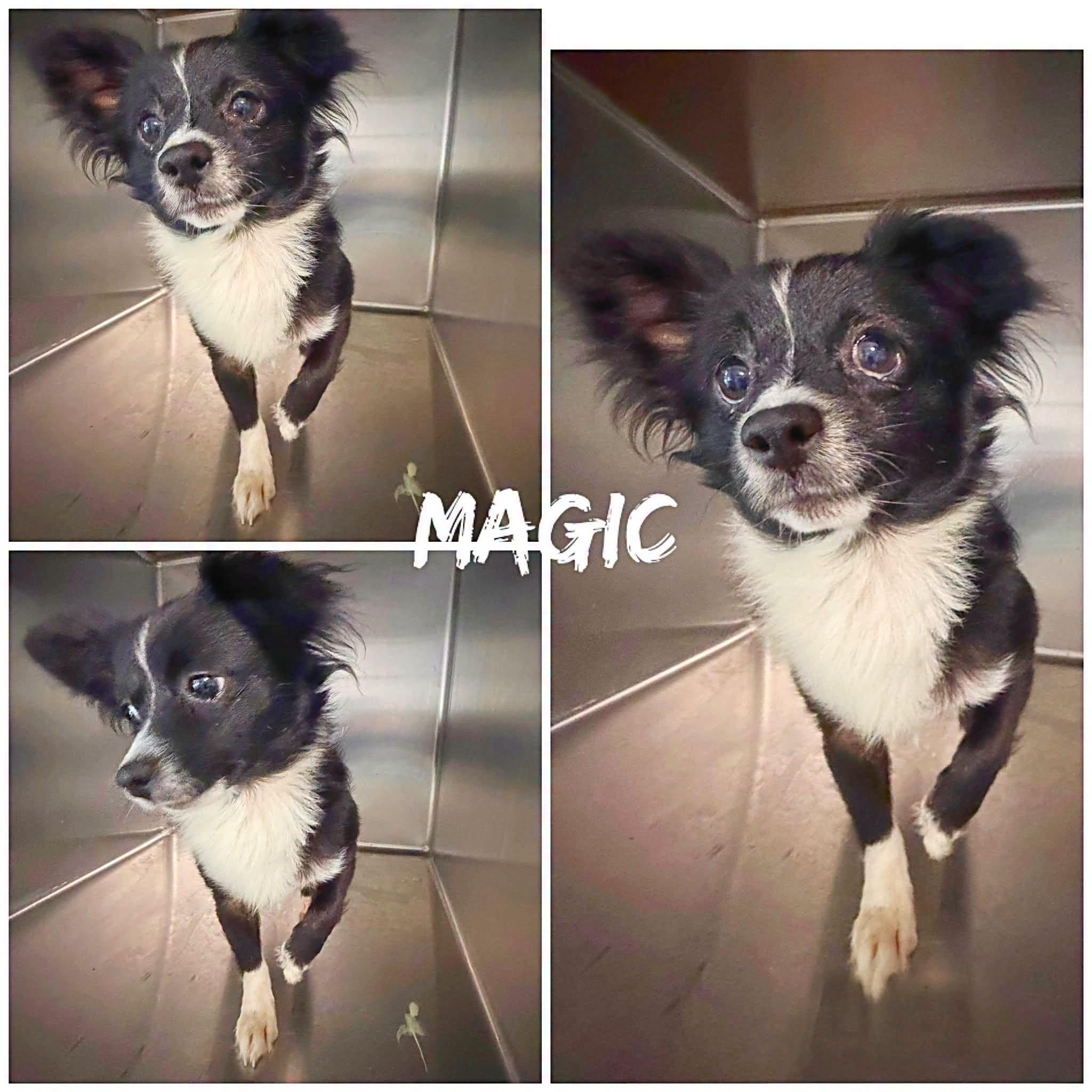 Magic, adopted, Adult Male Chihuahua.