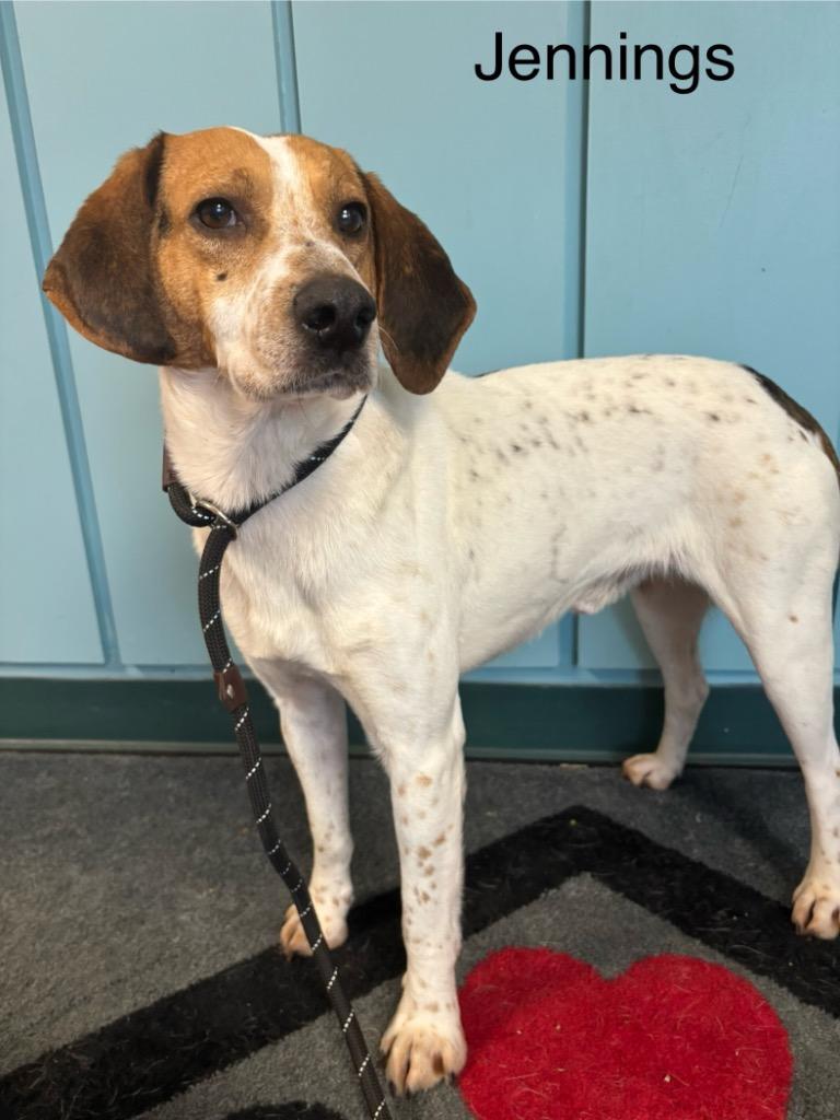B7 Jennings, Adoptable, Adult Male Beagle & Hound.