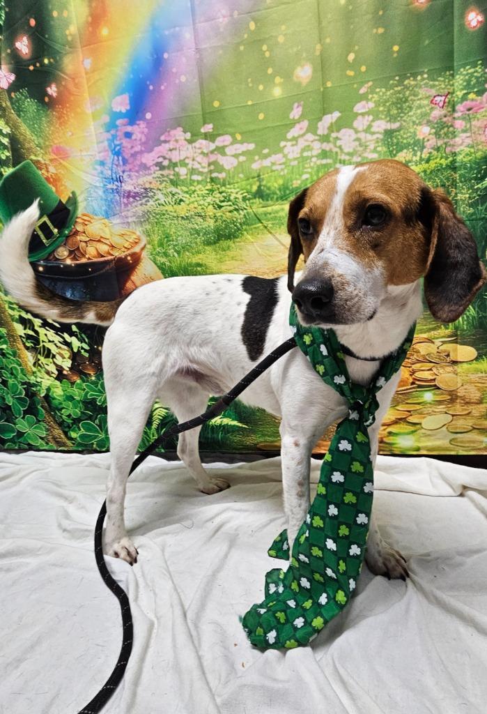 Enlarge B7 Jennings, a Adoptable mixed breed in Wabash, IN image 2/2