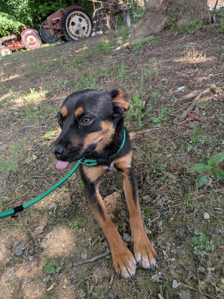 Bailey, Adoptable, Young Female Mixed Breed.