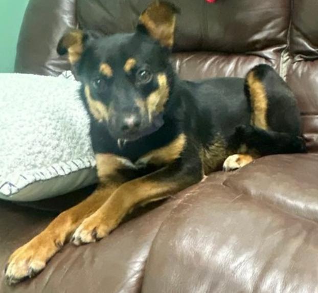 Bailey, a Adoptable mixed breed in Statesville, NC image 2/6