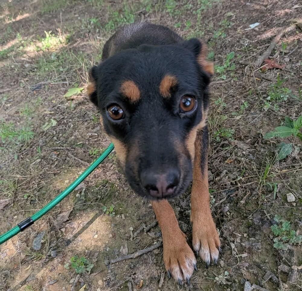 Bailey, a Adoptable mixed breed in Statesville, NC image 3/6