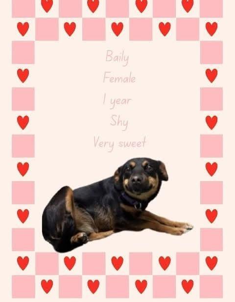 Bailey, Adoptable, Young Female Mixed Breed.