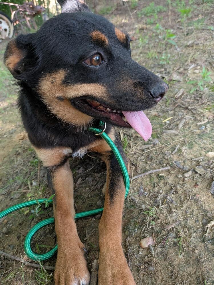 Bailey, a Adoptable mixed breed in Statesville, NC image 4/6