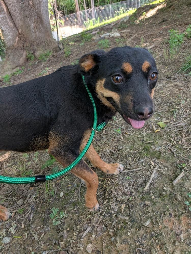 Bailey, a Adoptable mixed breed in Statesville, NC image 5/6