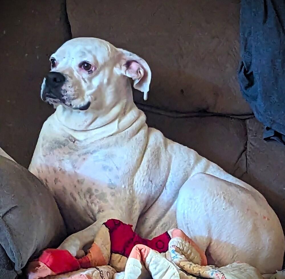 Ryleigh II, Adoptable, Senior Female Boxer.