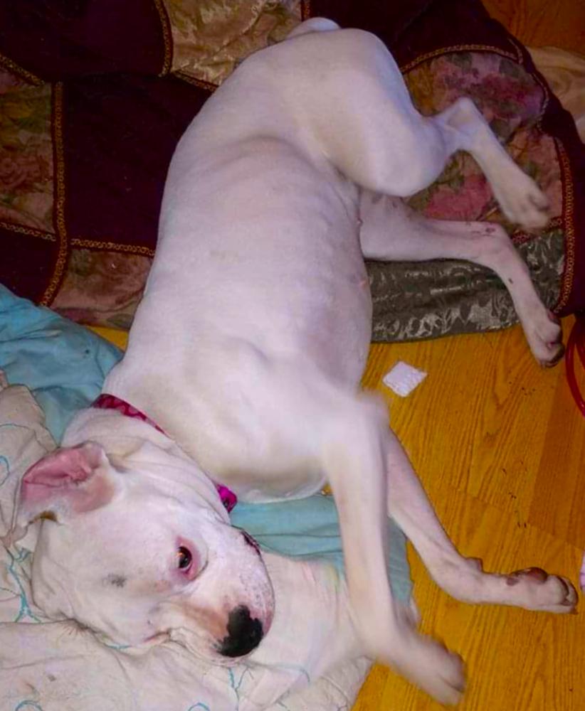 Ryleigh II, a Adoptable Boxer in Hewitt, TX image 3/3