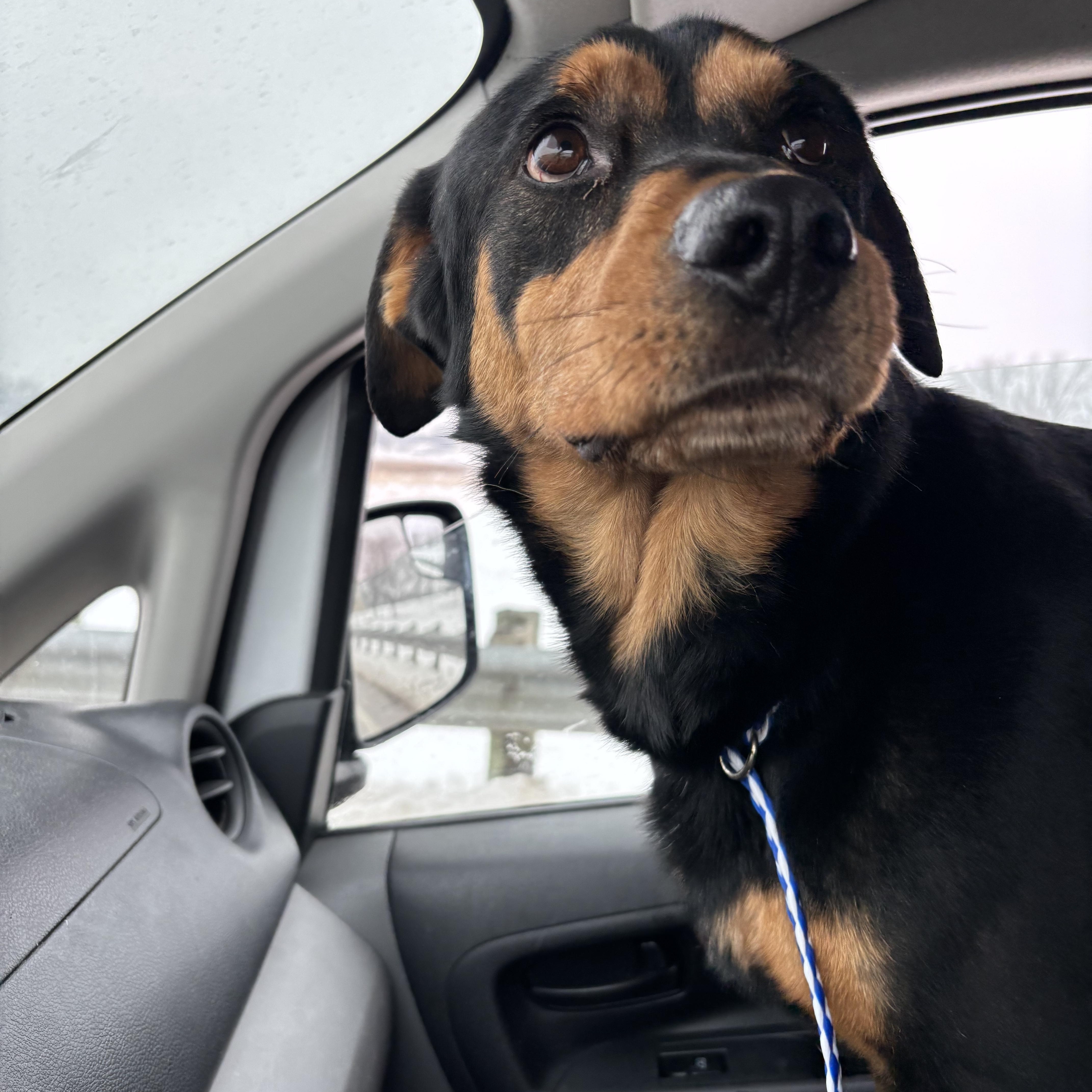 Chief, a ADOPTABLE mixed breed in Circleville, OH image 5/5